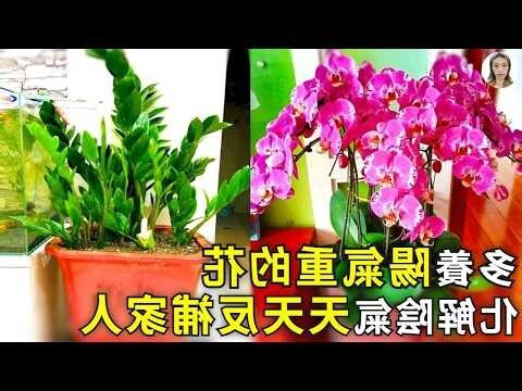戶外 擋煞植物